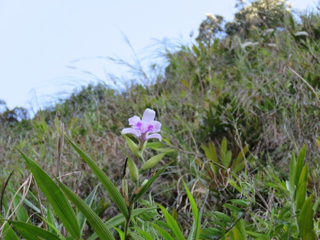 圖五十六、折葉蘭（Sobralia purpurea）