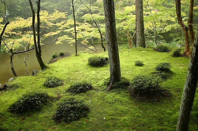 京都西京區有一座西芳寺，又名「苔寺」。（Wikimedia Commons）