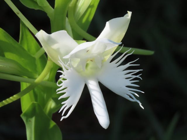 圖六：白蝶蘭（Pecteilis susannae）