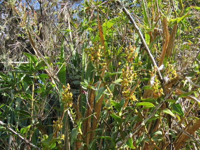 圖七十、樹蘭（Epidendrum macrostachyum）