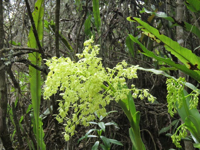 圖三十八、樹蘭（Epidendrum excisum）