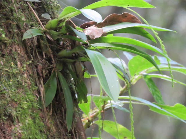 圖十五、扁球羊耳蒜（Liparis elliptica）。