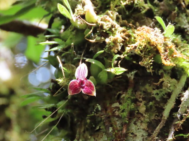 圖二，豆蘭屬Bulbophyllum pandurella