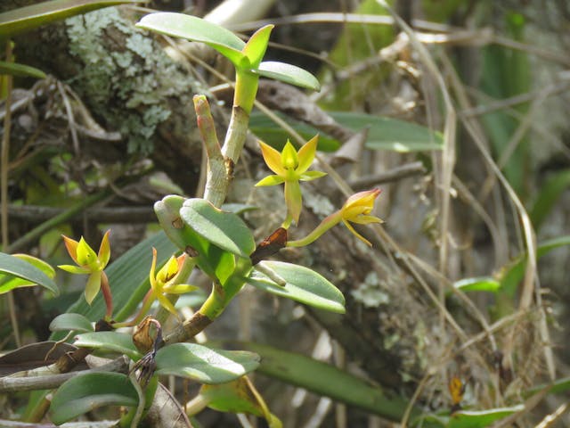 圖三十七、樹蘭（Epidendrum marsupiale）