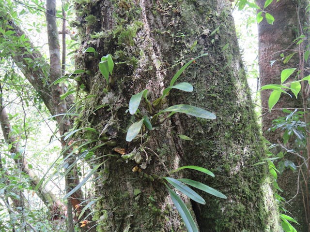 圖二十三、毛藥捲瓣蘭（Bulbophyllum omerandrum）。