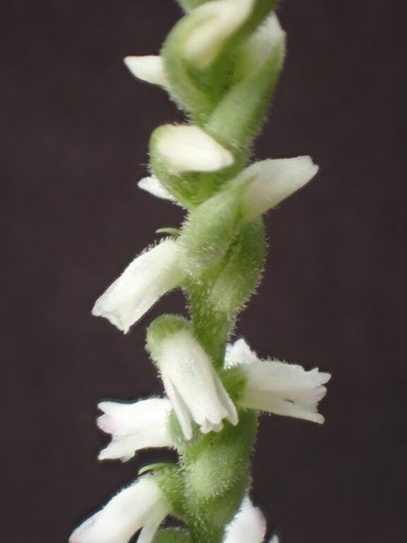 圖十九：香港綬草（Spiranthes hongkongensis）