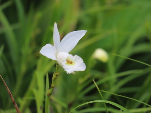 （圖十二）白化的竹葉蘭（Arundina graminifolia var alba）