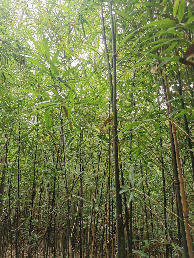 客家村多於村外栽植竹樹，用作日常器物材料，亦可作燃料。