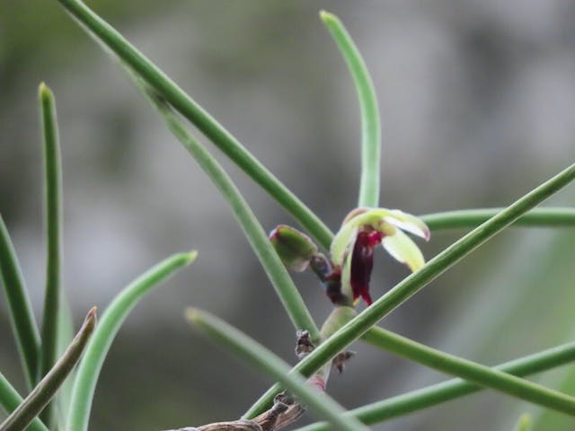 圖七：叉唇釵子股（Luisia teres）