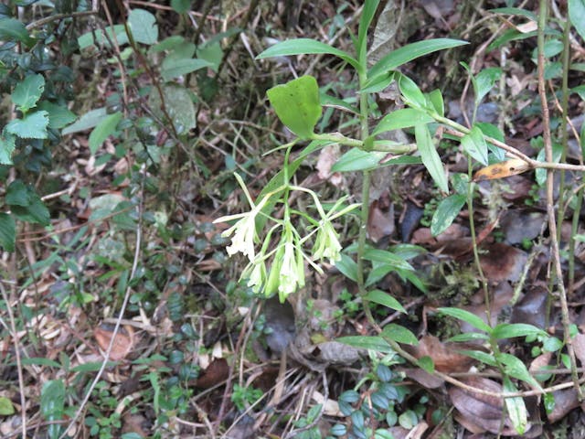 圖八、樹蘭（Epidendrum sp.）