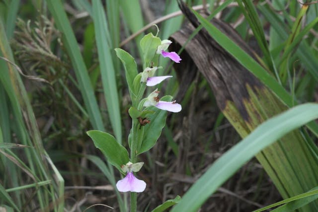 圖一：短距苞葉蘭（Brachycroythis galeandra）