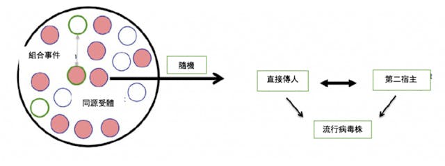 圖一：作者們在2015年論文表示：如果將SHC014 S-蛋白的基因序列，與沙士-CoV骨幹基因序列（帶有綠色輪廓的圓圈）重組，會可能導致人類社會出現疫情。他們並說，現有的數據及技術，足以支持實現以上插圖所描述情況的可能性。 （來源：Menachery等人，2015年，第1511頁：從圖4截取的部分，Nat Med&nbsp;21, 1508&ndash;1513 (2015).&lt;a href=&quot;https://doi.org/10.1038/nm.3985&quot;&gt;https://doi.org/10.1038/nm.3985&lt;/a&gt;）。石正麗是該文的合著者之一。