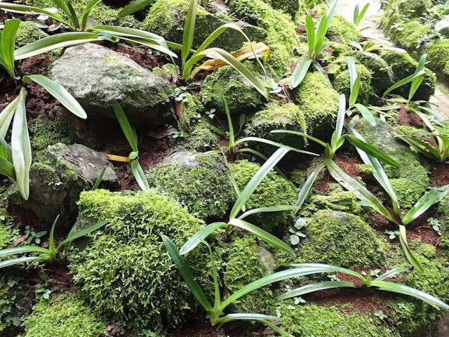 圖九：拖鞋王（Paphiopedilum rothschildianum）