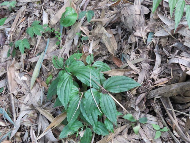 圖十、凹唇軟葉蘭（Malaxis matsudae）。