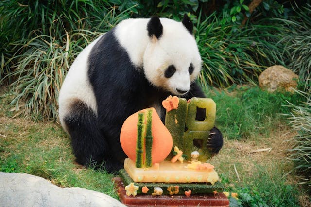 海洋公園每年為大熊貓慶祝生日。