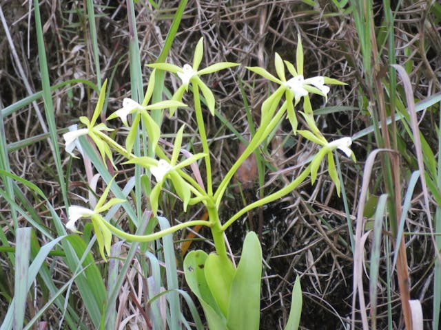 圖五十四、樹蘭（Epidendrum lacustre）