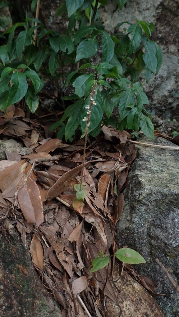 圖二十一：纖細線柱蘭（Zeuxine gracilis）