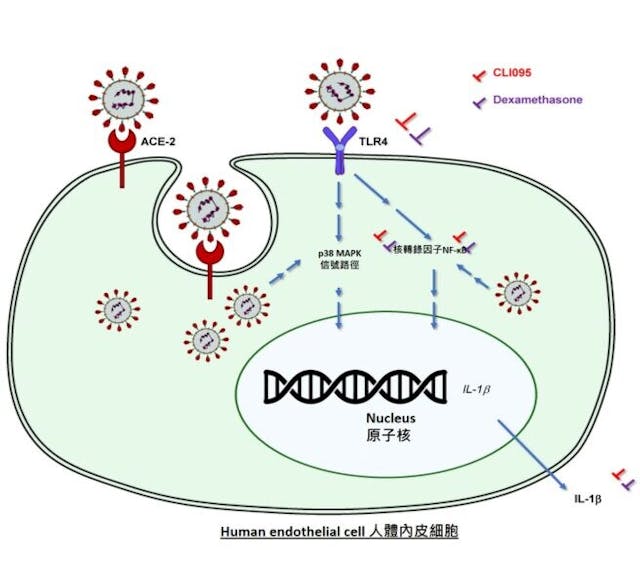 研究結果顯示，內皮TLR4受體可以識別新冠病毒，受激活後誘發血管炎症。