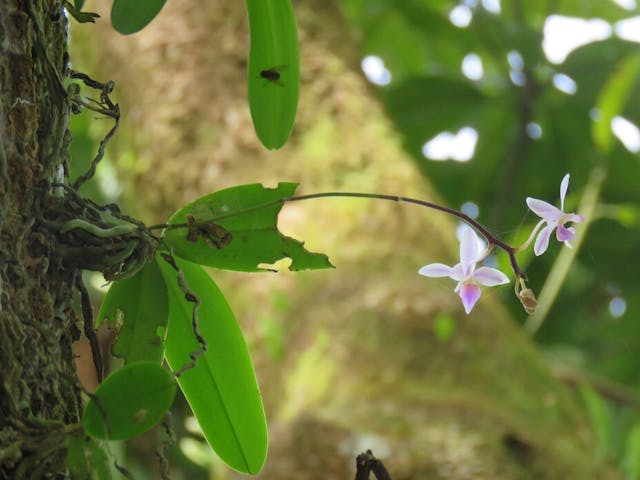 圖三：長在低海拔地區的氣生蘭──姬蝴蝶蘭（Phalaenopsis equestris）。