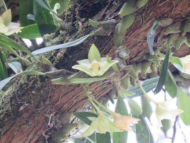 圖十七：阿里山豆蘭（Bulbophyllum pectinatum）花色素雅，花碩大，直莖有4公分，為台灣豆蘭之冠。