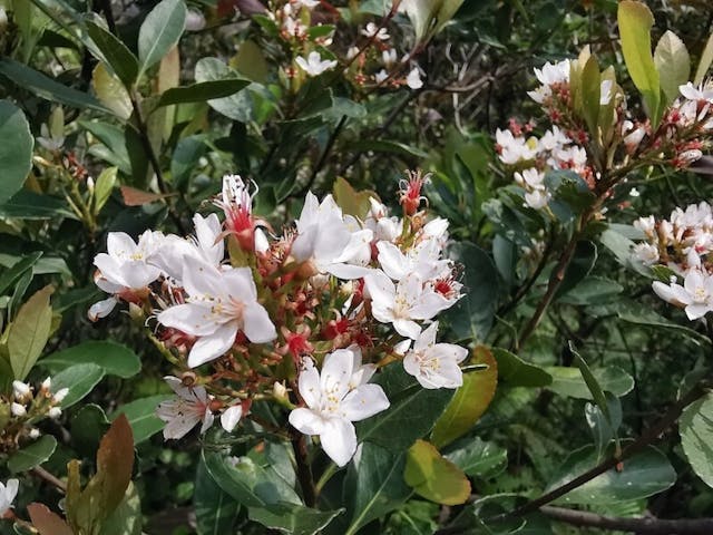 幸好這段日子，路旁盡多的本地原生植物：車輪梅，叢叢盛開的紅芯小白花，如眾多小童夾道，不斷地笑臉揮手，足可抒解登山的腳疲氣喘。