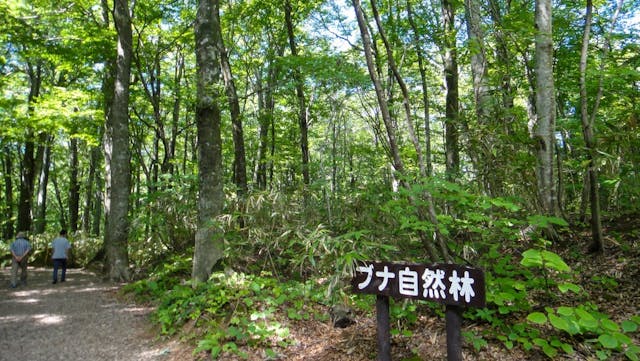 作者看到綠如交響樂般！圖為日本青森縣的白神山地。（Shutterstock）