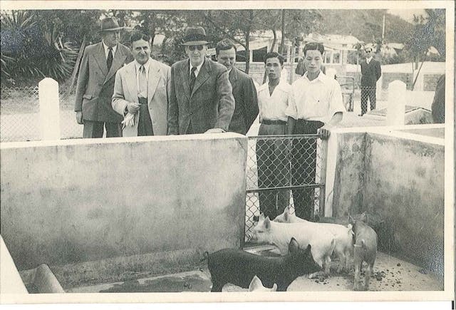 賀理士嘉道理（左二），五十年代初陪同港督葛量洪視察豬隻養飼情形。（The Hong Kong Heritage Project）