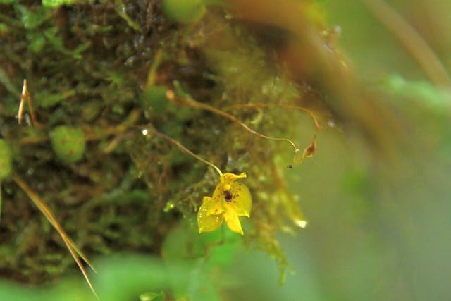 圖四，豆蘭屬Bulbophyllum analamazoatrae