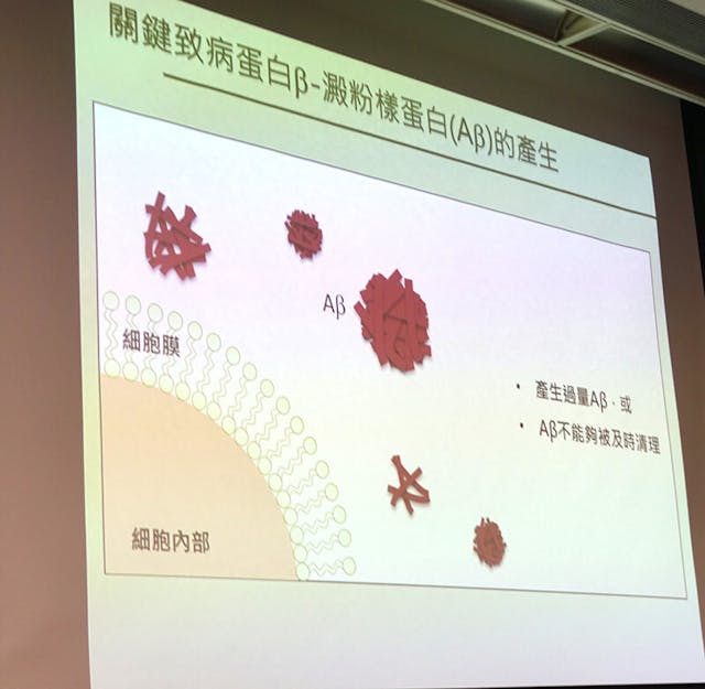 A&beta;不能及時清除，就會沉澱成澱粉樣蛋白斑。