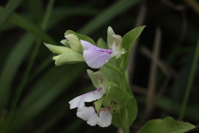 圖二：短距苞葉蘭（Brachycroythis galeandra）