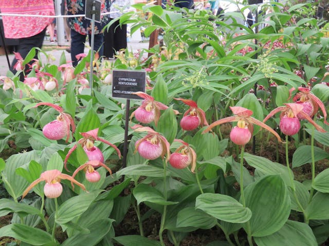 圖一：杓蘭屬（Cypripedium）花朵碩大，造型獨特，有觀賞價值。