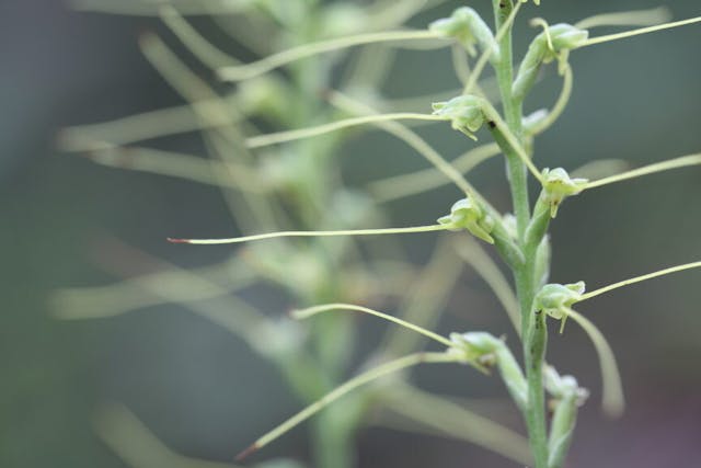 圖四十二：觸鬚闊蕊蘭（Peristylus tentaculatus）