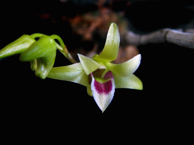 圖四、鐵皮石斛（Dendrobium officinale）。