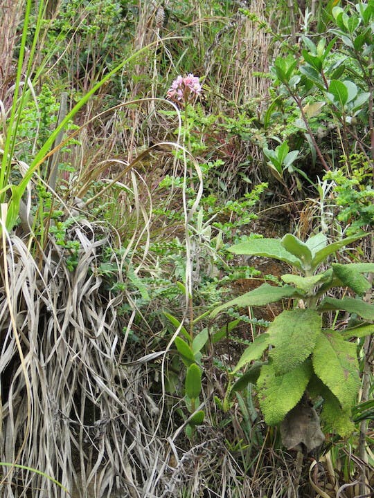 圖十七、側葉蘭（Pleurothallis bivalvis）