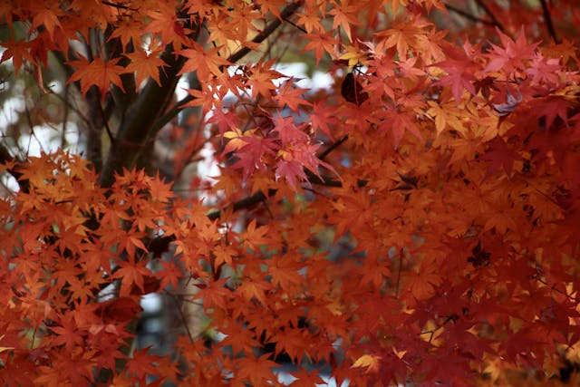 漫山遍野的樹木變紅了。