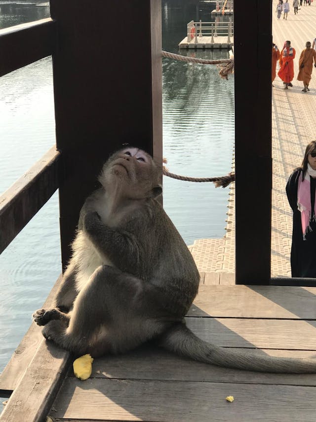 獨樂的猴子──柬埔寨。