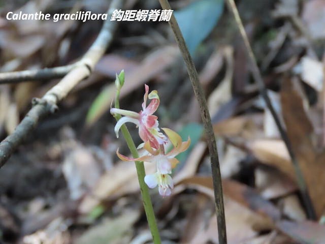 圖二、蝦脊蘭屬（Calanthe）