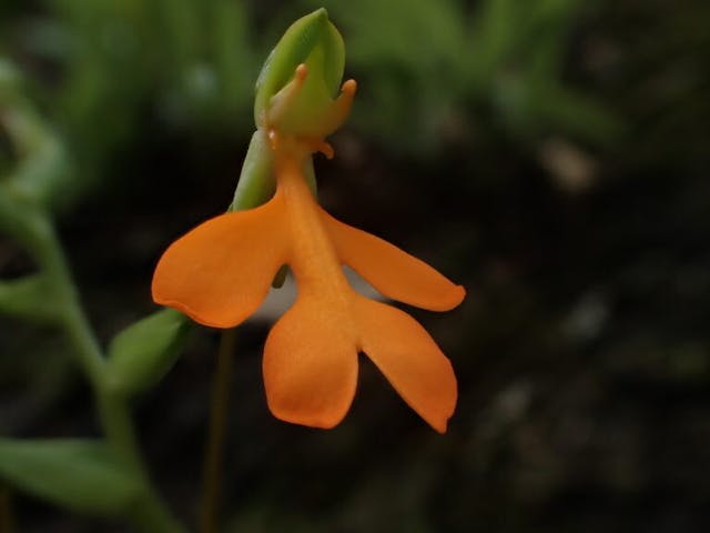 圖二十七：橙黃玉鳳花（Habenaria rhodochelia）