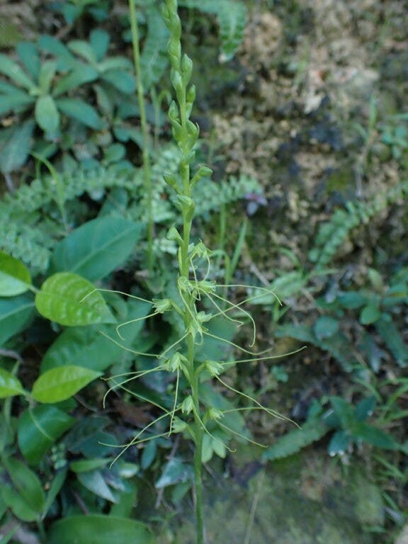 圖四十一：觸鬚闊蕊蘭（Peristylus tentaculatus）