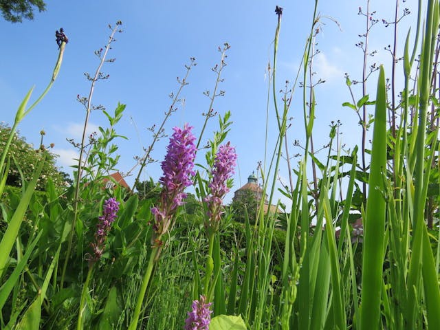 圖六：掌裂蘭（Dactylorhiza x aschersoniana）