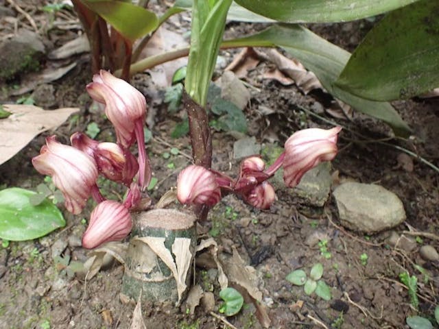 圖四：罎花蘭（Acanthephippium lilacinum）