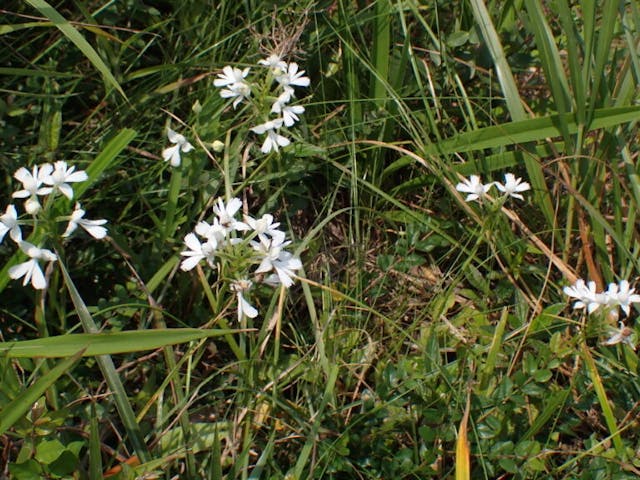 圖二十八：鵝毛玉鳳花（Habenaria dentata）