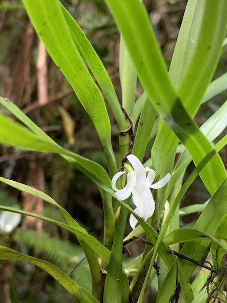 圖二十八，裘美蕾風蘭屬Jumellea maxillarioides