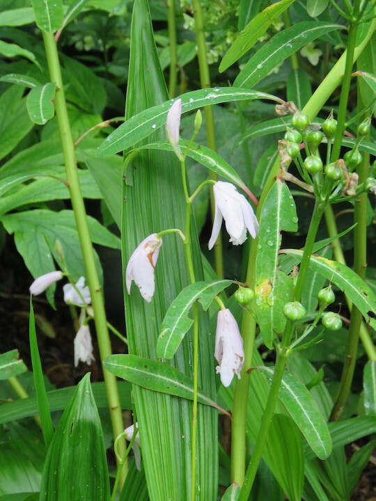 圖十九：白芨交配種（Bletilla hybird）。