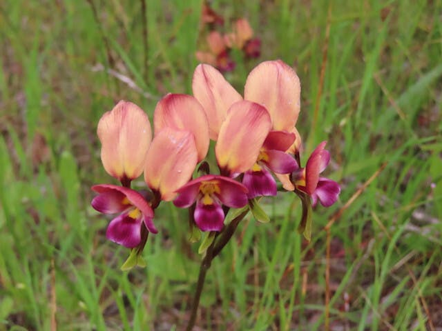 圖二十：驢子蘭Diuris longifolia（Purple Pansy Orchid）