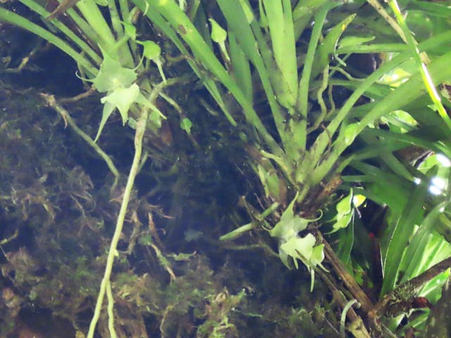 圖二十二，擬風蘭屬Aeranthes nidus