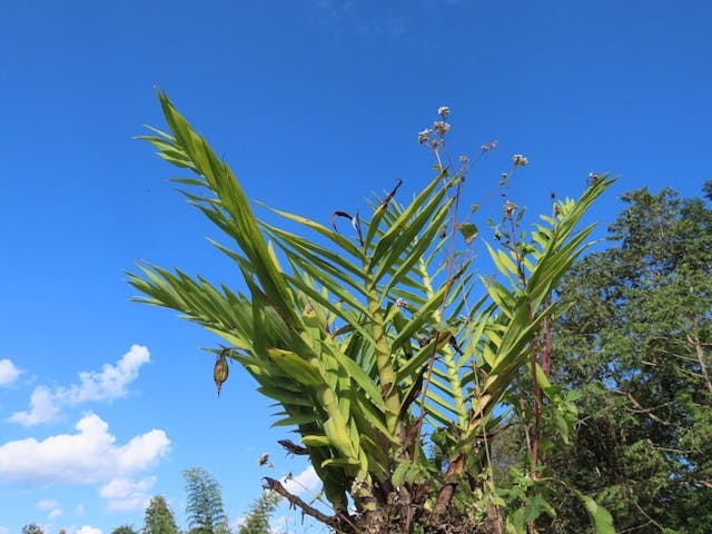  （圖二十七）筍蘭（Thunia alba）