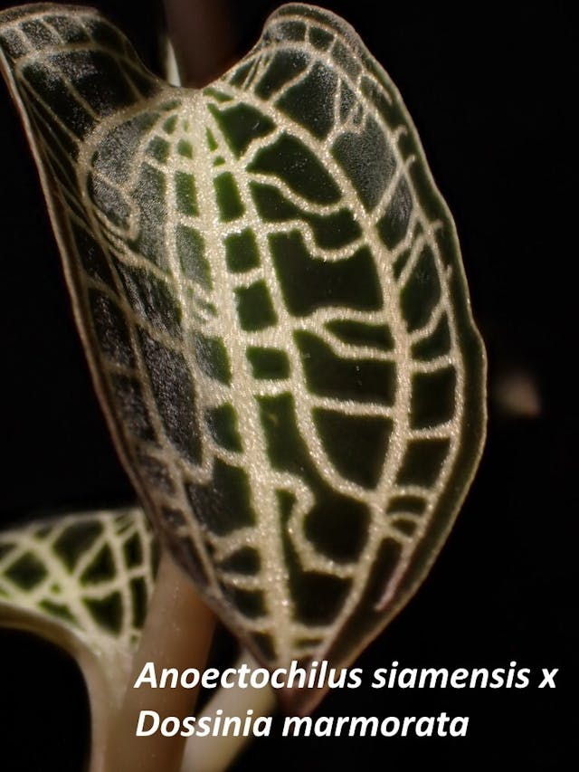 圖十一：Anoectochilus-siamensis-x-Dossinia-marmorata開唇蘭雜交杜辛蘭，葉面墨綠底有閃亮淡黃色線紋，非常搶眼，十分華貴。