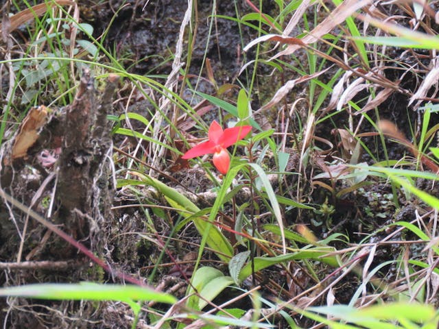 圖四十三、南美拖鞋蘭屬Phragmipedium besseae