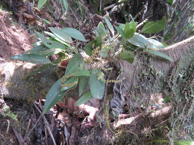 圖六十、側葉蘭（Pleurothallis alveolata）